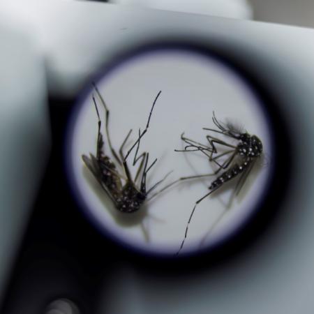 Dengue en Argentina: la chance de casos más graves que encendió las alarmas