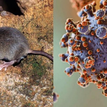 Hantavirus: ya se confirmaron 47 casos en lo que va de 2026 y crece la vigilancia sanitaria