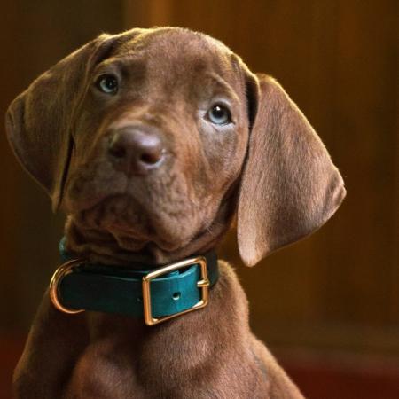 Netflix rompe la fórmula clásica de Scooby Doo con una versión nunca vista