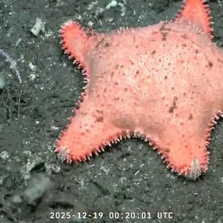 Científicos del CONICET vuelven al fondo del mar Argentino en busca de nuevos hallazgos