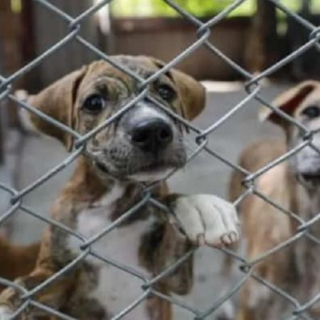 Un municipio prohibió las rifas con animales y aplicará multas de hasta $330.000