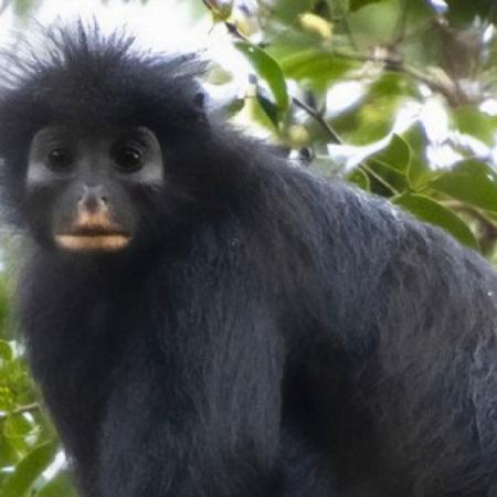 Descubren al Likweli, una nueva especie de mono en la selva central del Congo