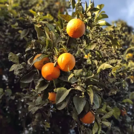 Azul: los naranjos de la vereda llegaron hasta China gracias a la ciencia