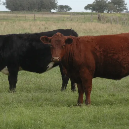La Pampa: furia en el campo por un proyecto de ley de “Senasa paralelo”