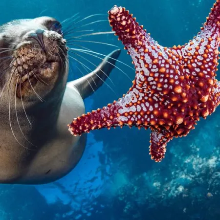 ONU y Tratado de Alta Mar: el acuerdo que ya obliga a 60 países a proteger biodiversidad