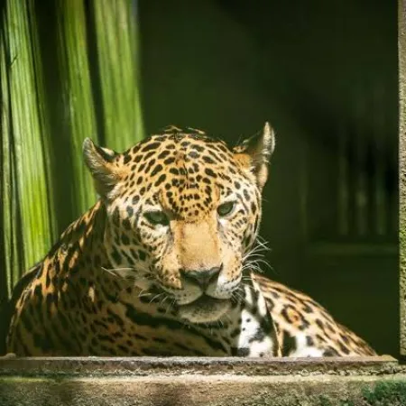 Costa Rica y Marruecos entran en la red que impulsa Brasil para frenar delitos ecológicos