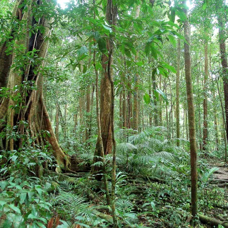 Amazonía y TFFF: la apuesta de Alemania que suma presión en la COP30