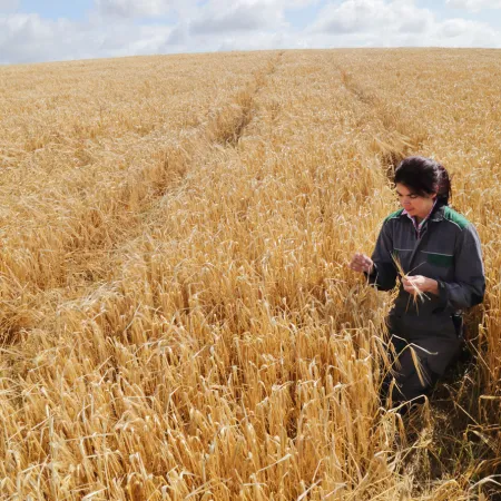 El trigo recupera terreno: la BCR suma 130.000 hectáreas más a la siembra