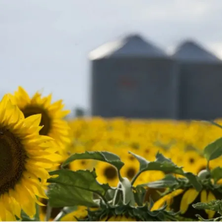 Impactante suba de las exportaciones de girasol: crecieron 126,1% en un año