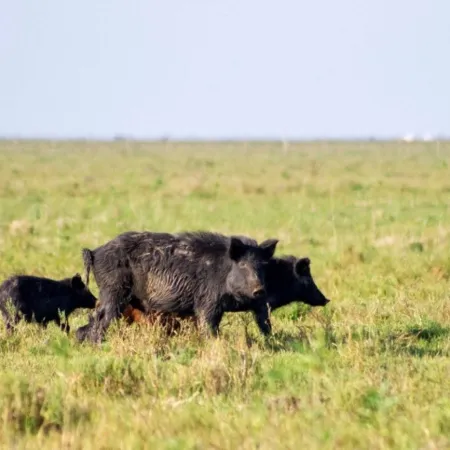 Río Negro busca vender carne de jabalí: ¿qué pasará en la provincia de Buenos Aires?
