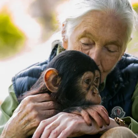 Día Mundial del Chimpancé: quedan pocos y podrían desaparecer para siempre