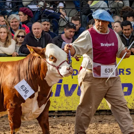 Braford llega a la Expo Palermo con récord de reproductores: la agenda