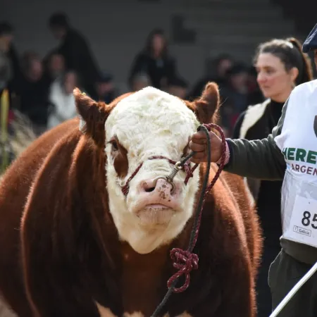 Expo Palermo: Hereford exhibe 133 reproductores y apuesta a la genética