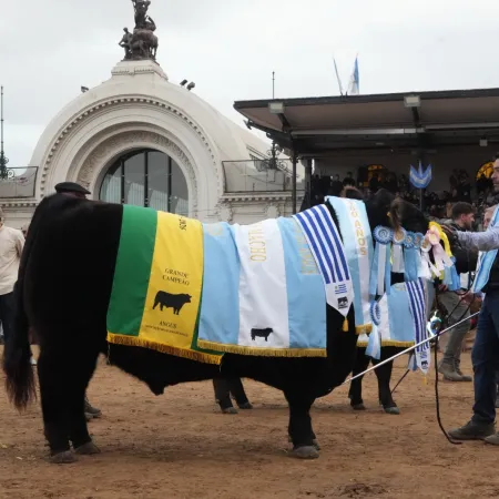 Quién es "Rip", el toro Angus que conquistó la pista central de Palermo