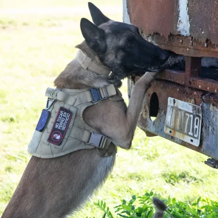 Perros policías bajo estrés: el histórico protocolo que lanzó el Gobierno