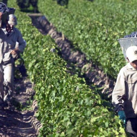 Paritarias: cuánto perdió el sueldo vitivinícola, según el cálculo de FOEVA