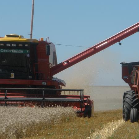 La semana del agro: una sonrisa con el trigo, la interna en la SRA y un dato sobre la carne