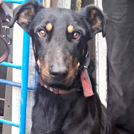 Allanan un depósito en Villa Lugano y rescatan a un perro maltratado