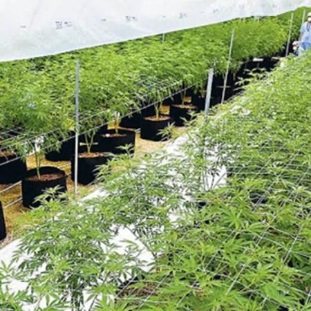Cannabis y cáñamo en Mendoza: el trámite clave para avanzar con proyectos legales