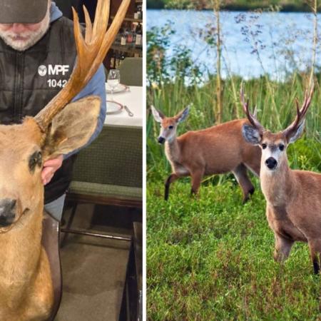 Secuestran piezas de animales embalsamados en un restaurante porteño