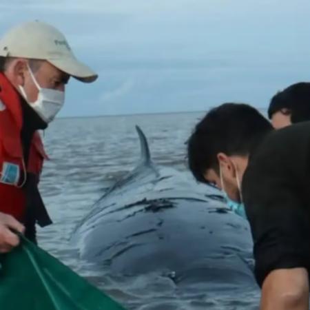 No pudieron salvarla: murió la ballena que había quedado varada en la costa de San Isidro