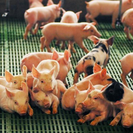 Por qué Europa mira a la Argentina para crecer en producción de carne porcina