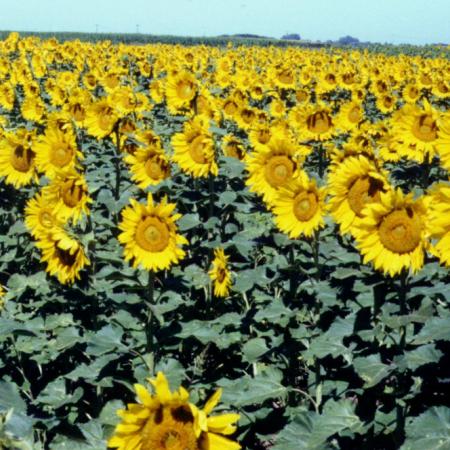 Récord en la mira: la BCBA proyecta 3 millones de hectáreas de girasol