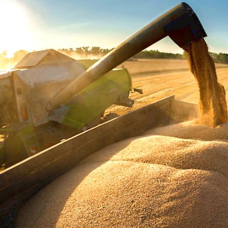 La Pampa rompe marcas: la cosecha de maíz sigue creciendo pese a las lluvias