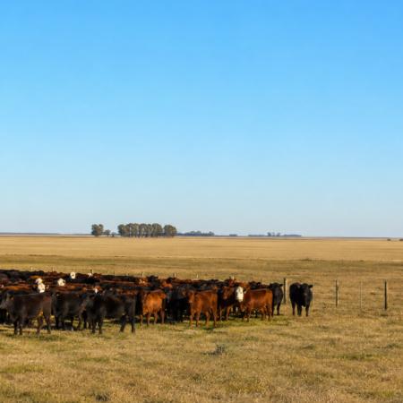 El nuevo boom de los campos ganaderos: qué hay detrás de la suba de precios