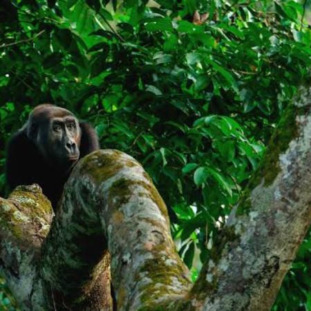COP30: el fondo que promete convertir los bosques en dinero para conservarlos