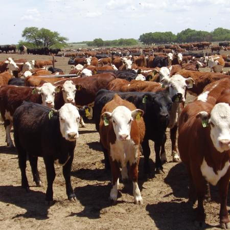 Día de la Ganadería: cuáles son los desafíos que enfrenta la carne vacuna en Argentina
