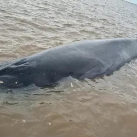 San Isidro: así fue el rescate de la ballena varada en el Río de la Plata