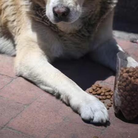 Alerta en Bolívar: denuncian envenenamiento masivo de perros y convocan a marchar