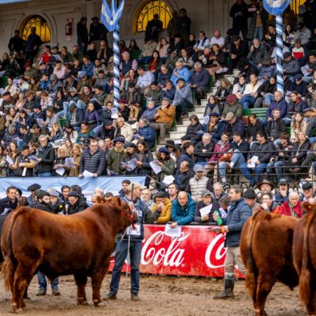 De los remates a las juras: el cronograma de la raza Angus en la expo de Palermo