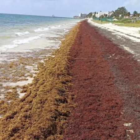 Caribe mexicano: 27 veces más sargazo activa un plan de 2.635 millones de pesos