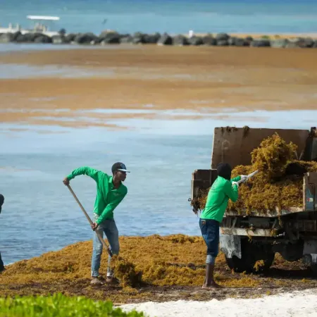 Sargazo como industria: biogás y materiales frente al riesgo de los metales