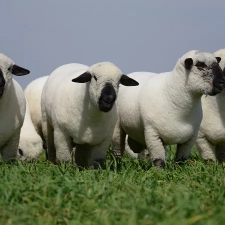 Carne ovina: cúanto crecieron las exportaciones y los desafíos del sector