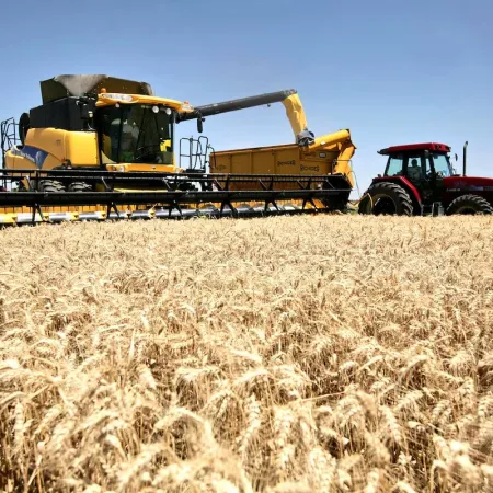 Trigo, maíz y soja bajo presión: las claves que pueden mover los precios