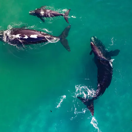 Nueva Zelanda debate dar derechos legales a las ballenas y cambiar su protección