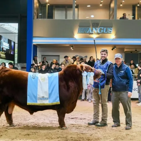 "Apareció Alvarito”: la historia de los veterinarios que criaron al toro récord argentino