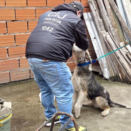 Maltrato animal: rescataron a un perro anémico, que estaba atado y a la intemperie