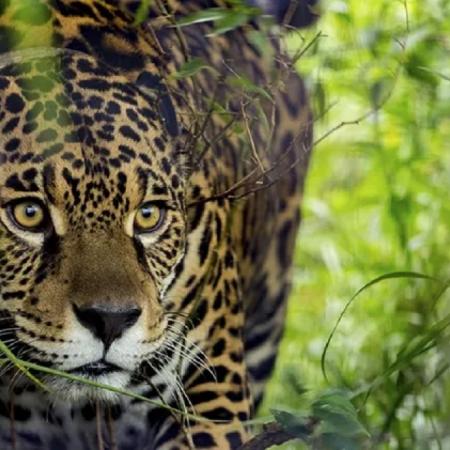 Condenaron en Formosa al cazador que mató a un yaguareté y se grabó en video