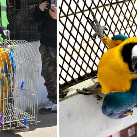 Rescatan a un guacamayo cautivo en Barracas y lo trasladan al Ecoparque