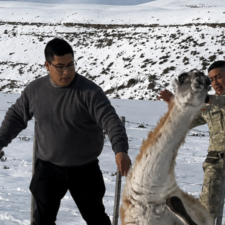 Claudio Vidal de Santa Cruz rescató un guanaco y lo liquidaron: el motivo