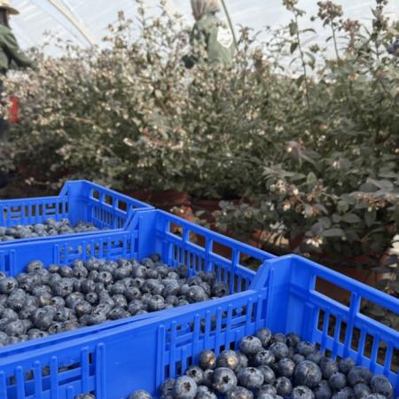 Paritaria de arándanos: "UATRE no va a convalidar un acuerdo que licúe el salario"