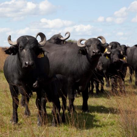 Búfalos en Argentina: el rodeo se duplicó desde 2015 y sigue creciendo