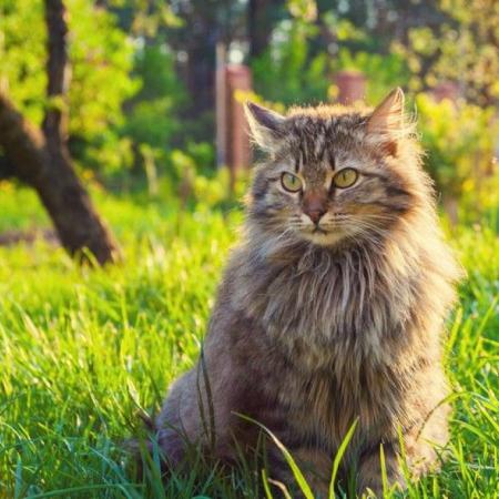 Día del Gato: el abandono y la falta de castración agravan la calle felina