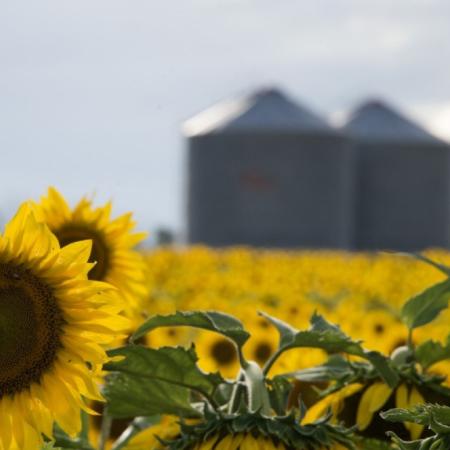 Girasol: las exportaciones se dispararon y la molienda marcó otro récord