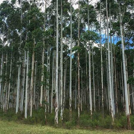 Mercados de carbono: una ley podría abrirle a Argentina un nuevo ingreso de dólares