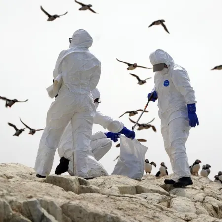 Uruguay reactiva la emergencia por gripe aviar y restringe movimientos de aves